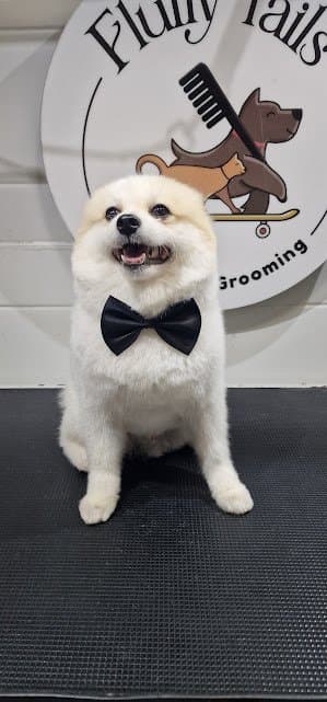 Photo shared by Fluffy Tails: Fluffy Tails provides expert Mobile Pet Grooming in Doha, offering professional pet grooming service
