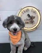 Photo shared by Fluffy Tails: Fluffy Tails offers expert mobile pet grooming in Doha and across Qatar, bringing top-quality groomi