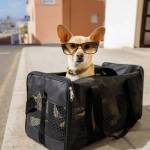 dog carrier profile picture